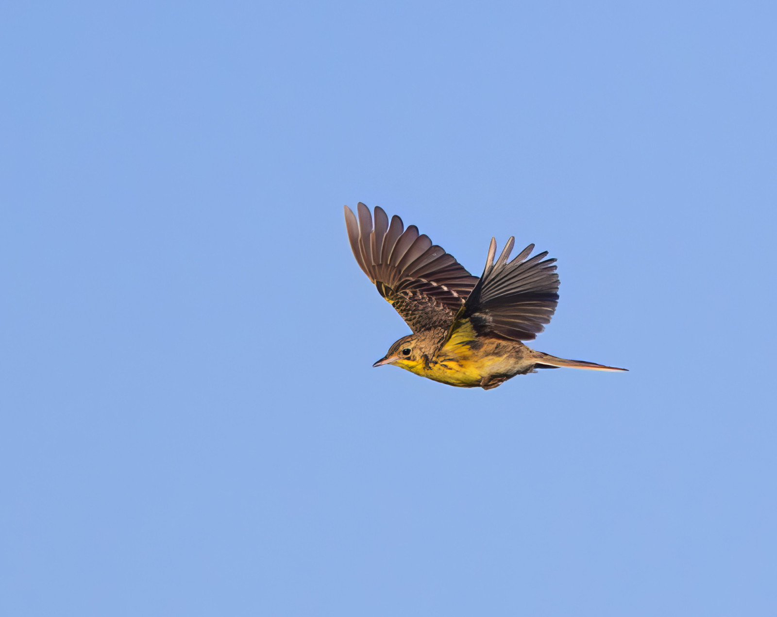 image Yellow-breasted Pipit